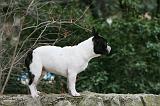 BOULEDOGUE FRANCAIS 1135